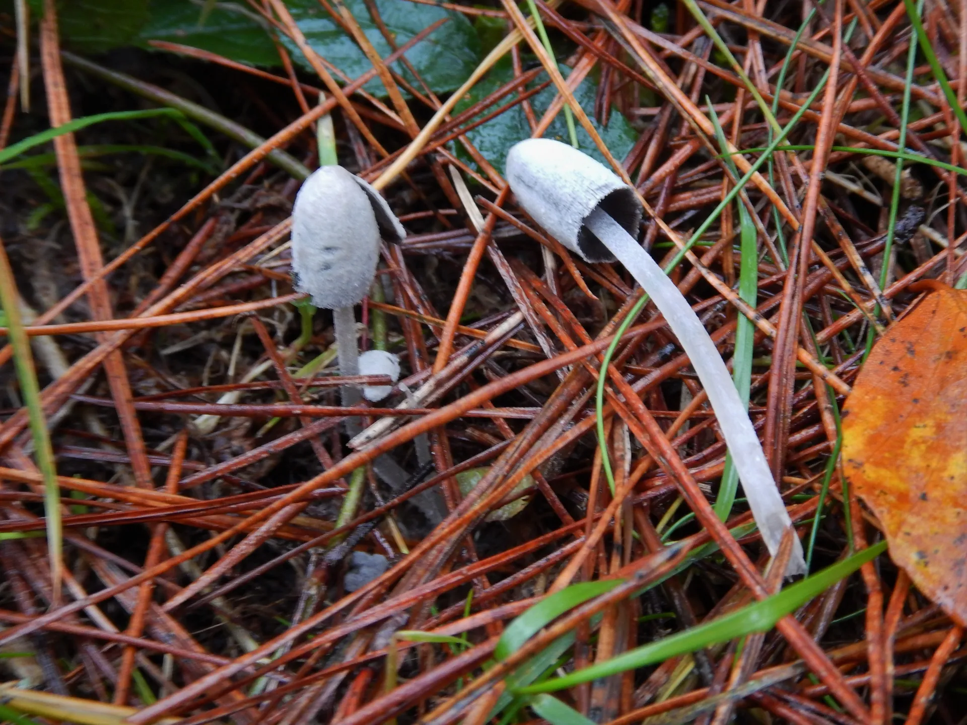 Coprinopsis semitalis-18-11-02 (2)